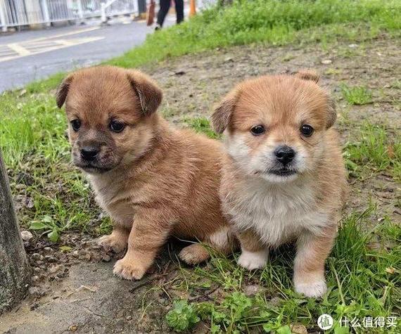 适合家养的狗