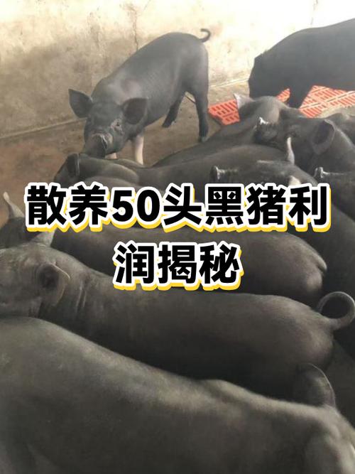 散养黑猪能赚到钱吗