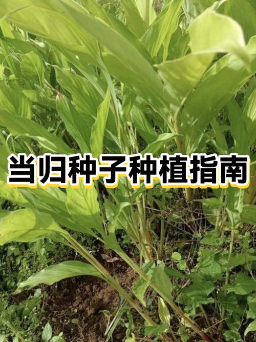 种子种植方法