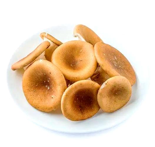 各种菌菇的图片