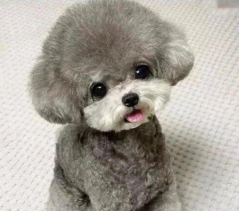 小泰迪图标