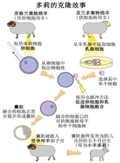 链接克隆和完整克隆