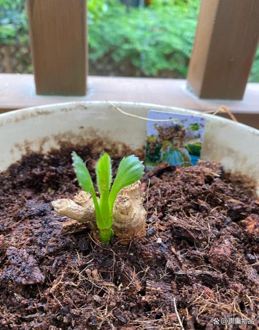 大丽花种球几月种植最适合