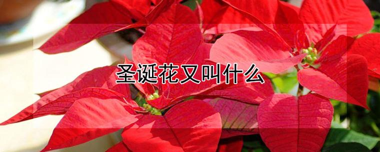 圣诞花有几种