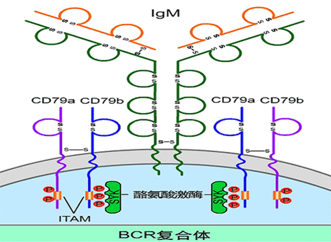BCR是啥