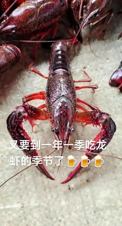 抖音上的龙虾真有那么大吗