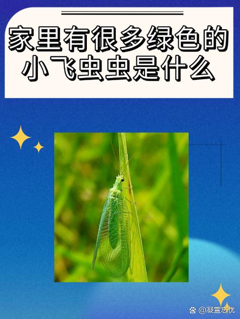 家里好多小飞虫怎么办