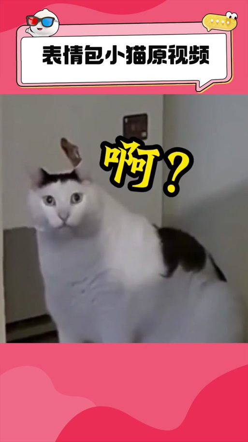 猫 表情