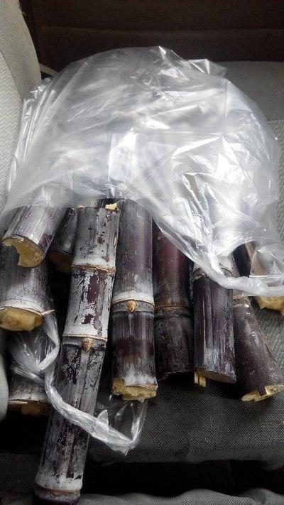 练牙力