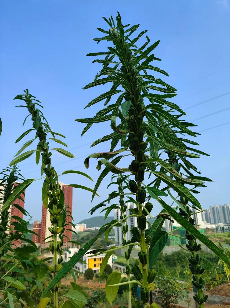芝麻鲸选鲸豆怎么升级缩略图
