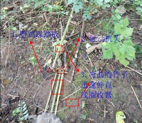 野鸡媒不叫要用什么方法