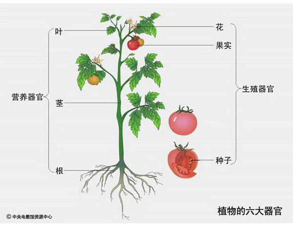 番茄各个部位名称图解