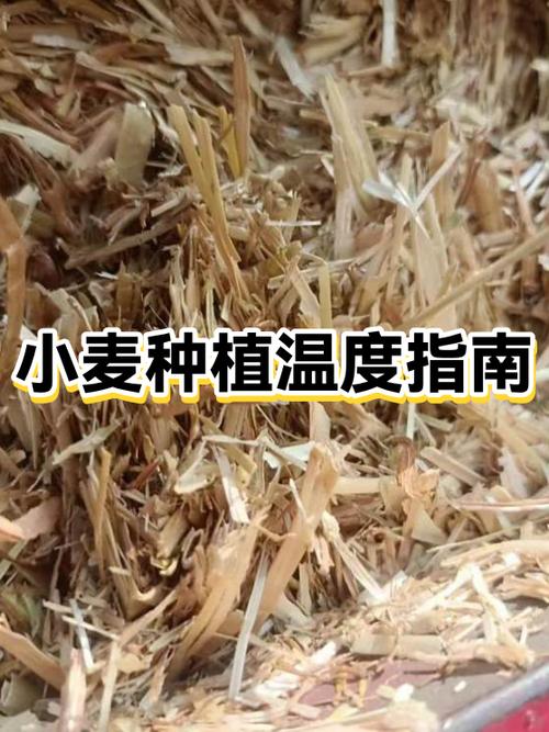 小麦种植温度要求