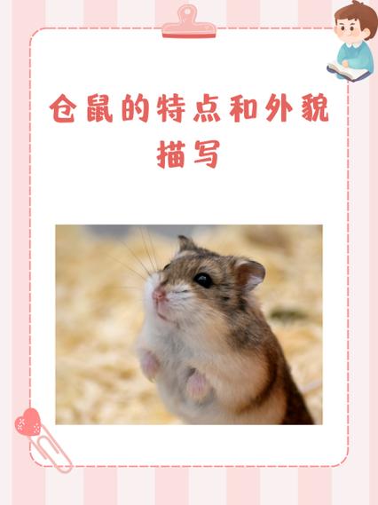仓鼠的特点和外貌描写