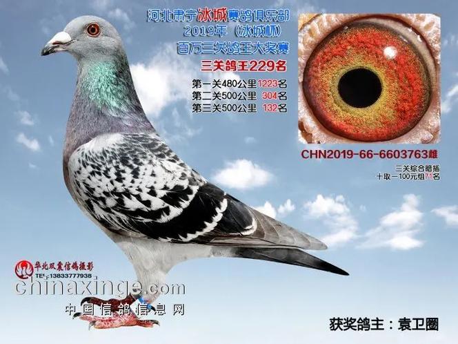 各地赛鸽俱乐部首页