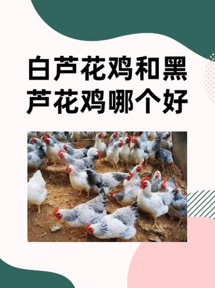 芦花鸡有几个品种