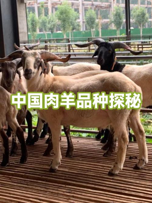 养殖场取名500个截图