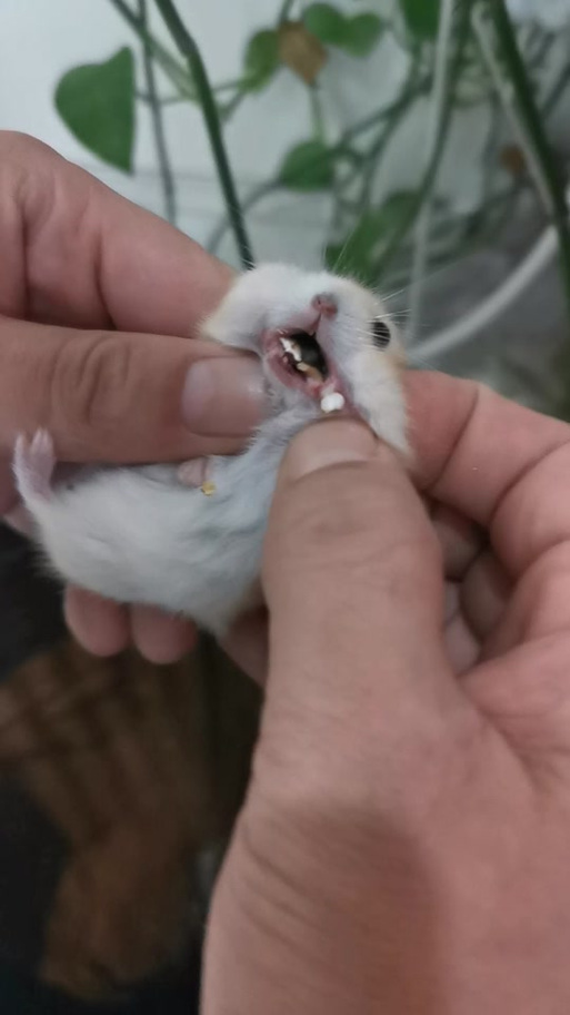 仓鼠脸上长了一个大包