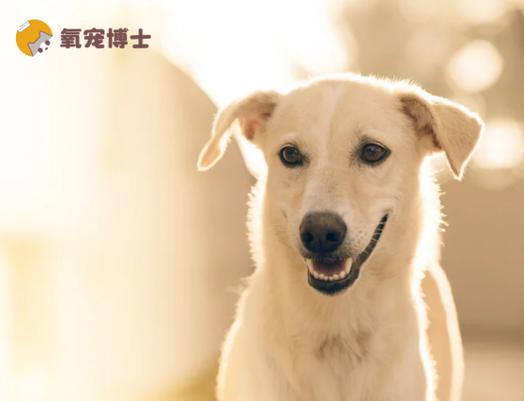 狗狗大便干硬一粒一粒