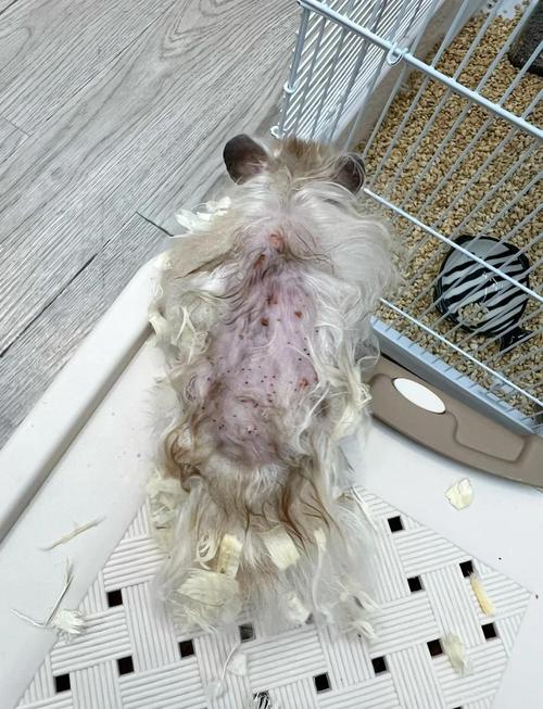仓鼠身上血螨图片