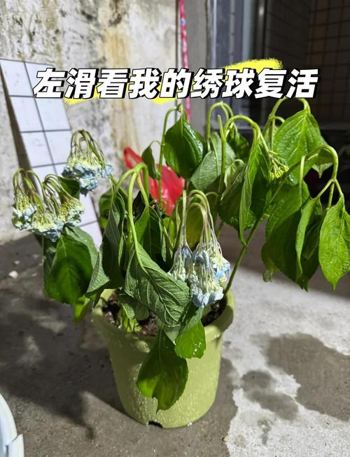 花枯萎了咋补救