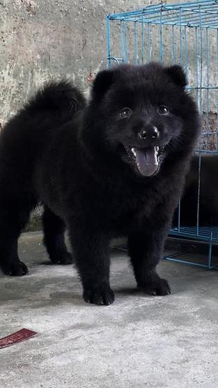 中华田园犬五黑犬
