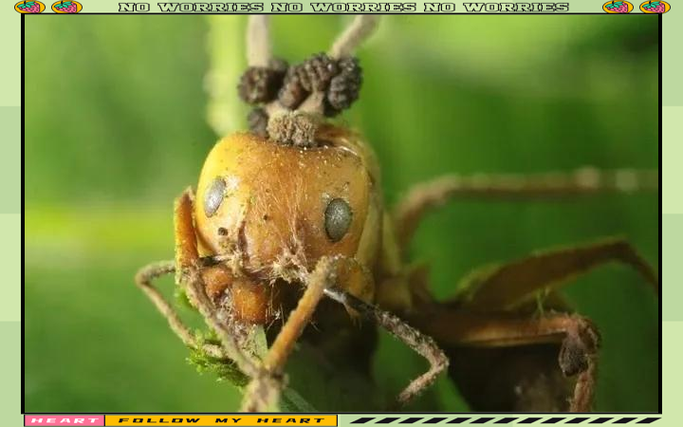 丧尸寄生虫游戏截图