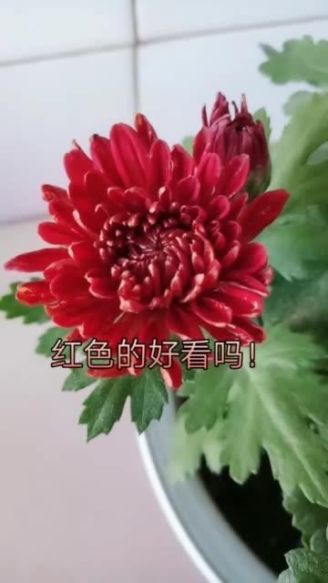 快手颜色发绿怎么调