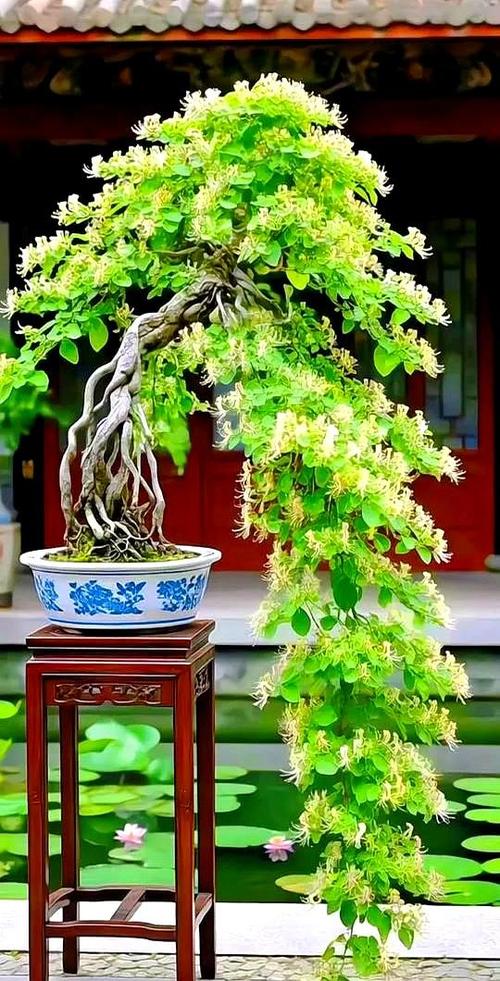 金银花盆景图片缩略图