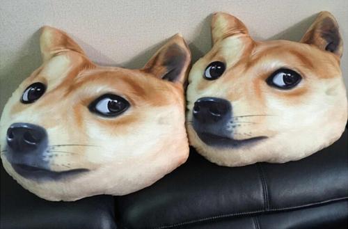 我为什么喜欢看doge