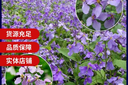 二月兰花种子什么时候播种