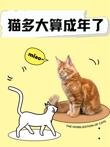 猫咪的岁数怎么计算
