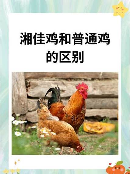 土鸡和普通鸡的区别图片截图