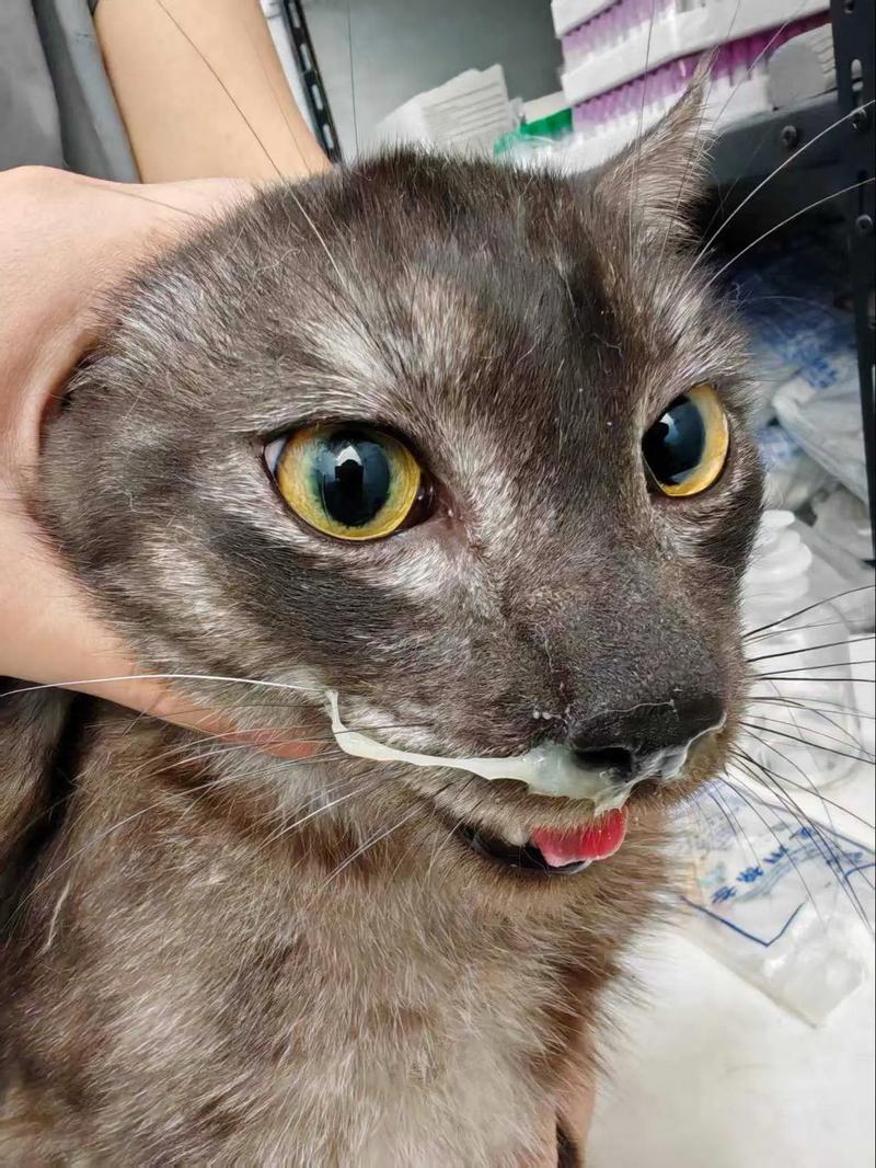 肥猫应急口子