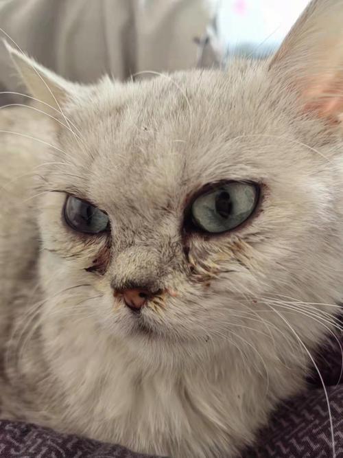猫咪泪痕怎么去除图标