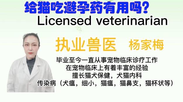 母猫专用避孕药缩略图