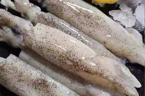 小墨鱼仔图片