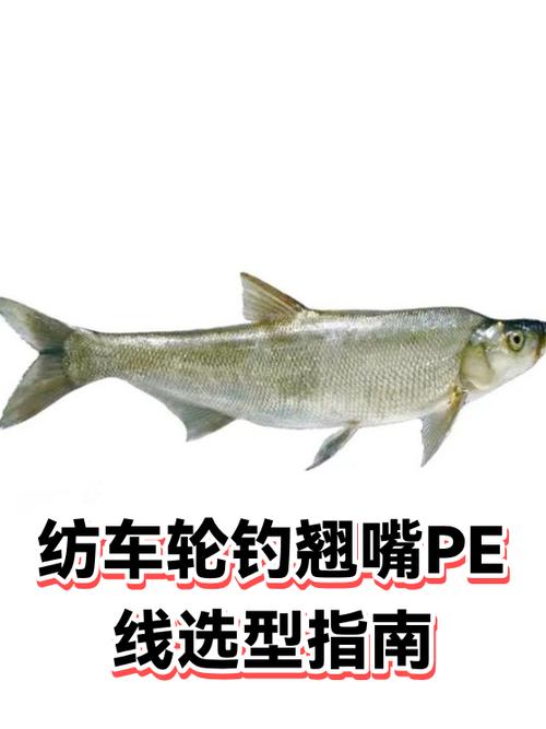 0.8号pe线能钓多大翘嘴缩略图