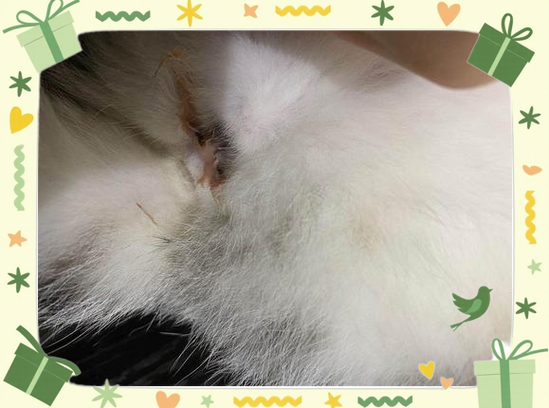 猫肚子烂了好大一个口子