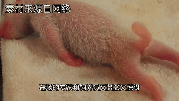 熊猫幼崽为什么那么小图标