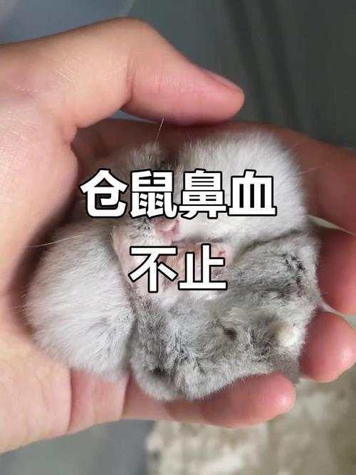 仓鼠摔出鼻血但很正常