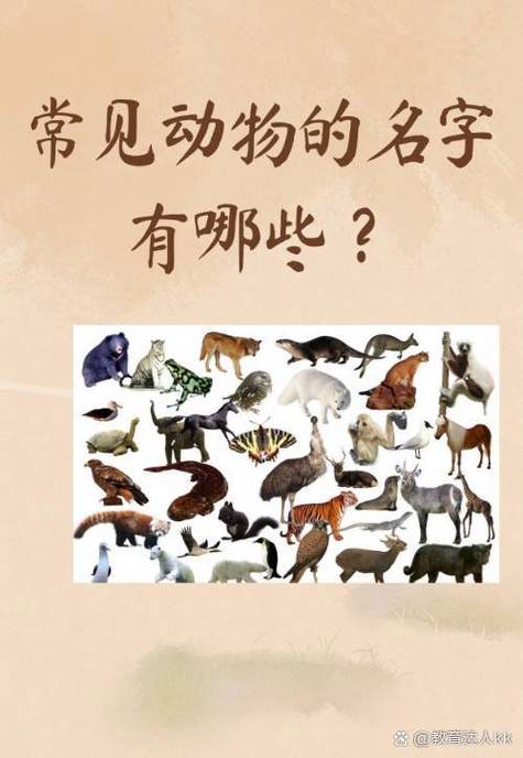动物大全500种