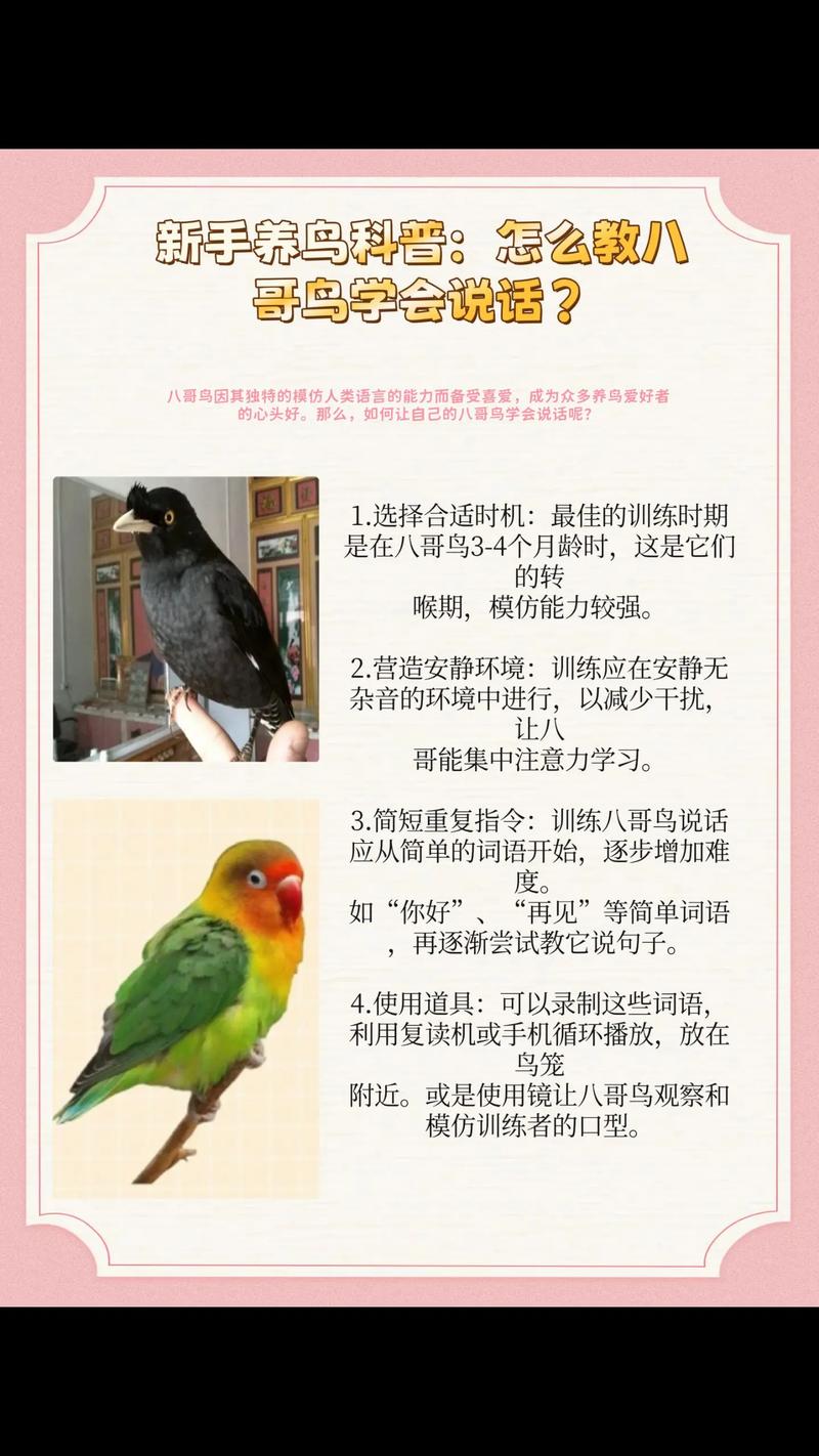 八哥鸟如何才能养好截图