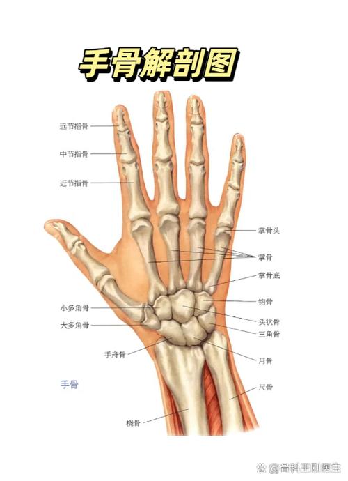 手掌各个部位叫什么