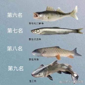 10大名贵淡水鱼排名