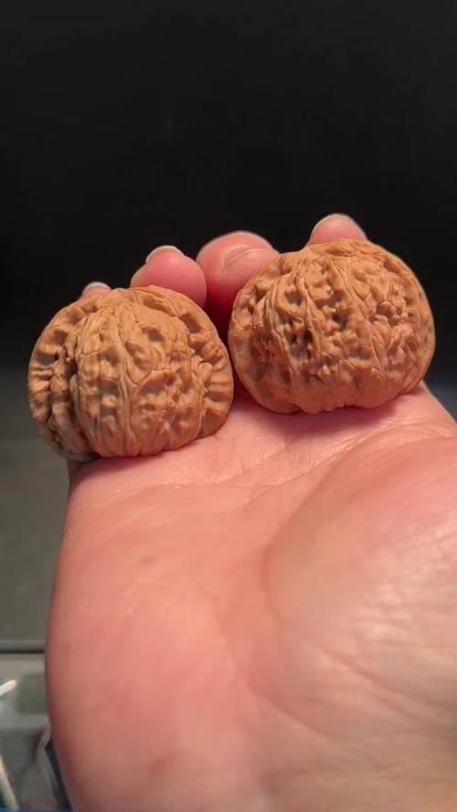 闷尖白狮子到底好不好