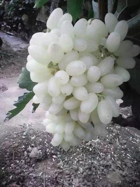 白葡萄是白色的吗