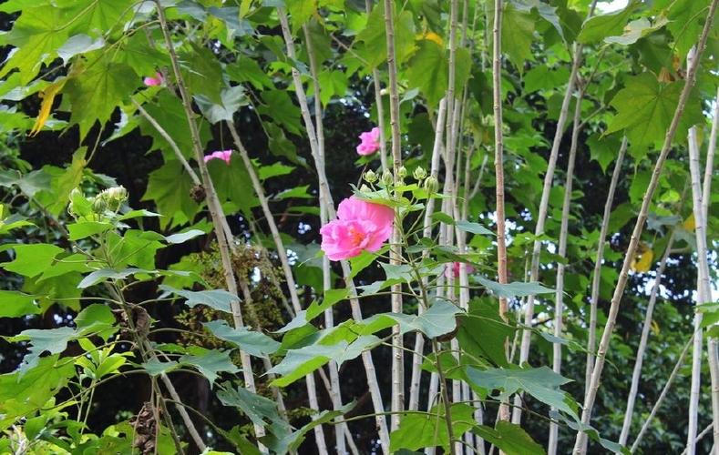 芙蓉花多少钱一斤缩略图