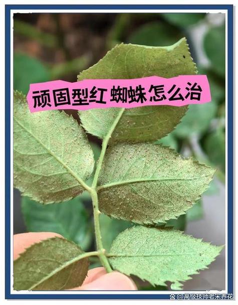 杀死红蜘蛛的小妙招