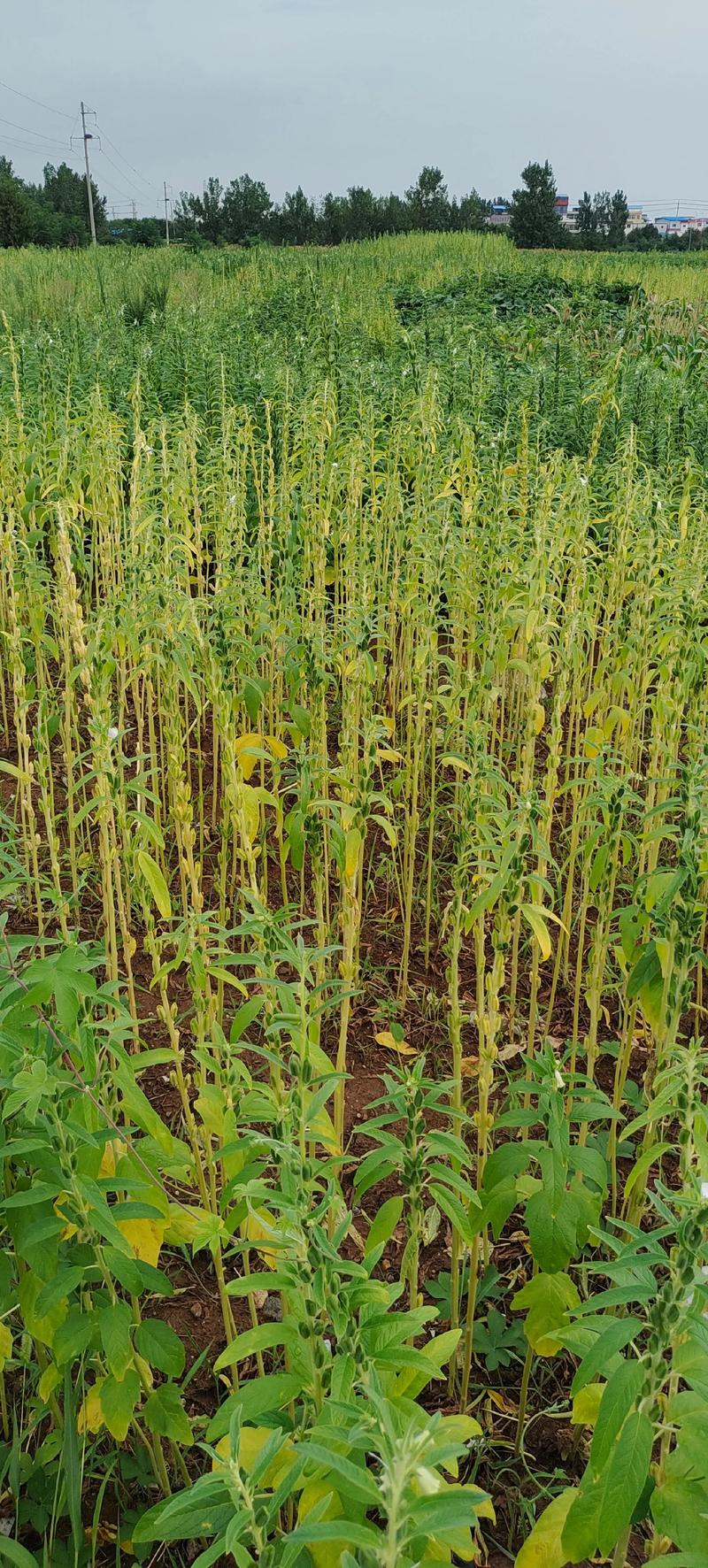 芝麻什么季节成熟